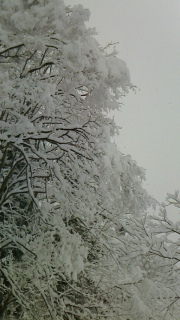 木々の雪は